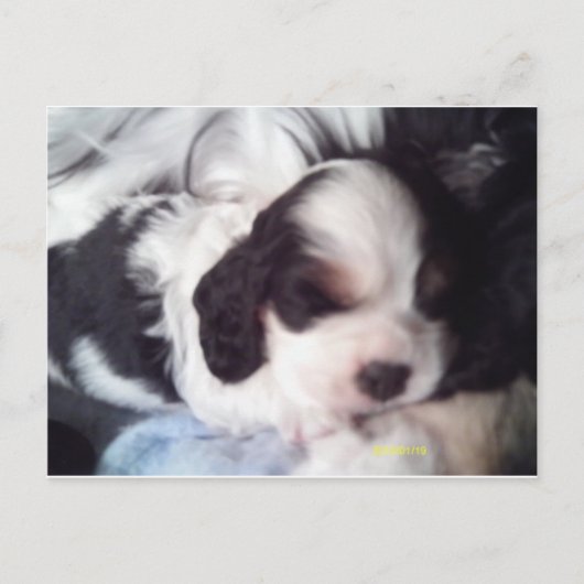 Tri-Cocker spaniel Welpe Postkarte (Vorderseite)