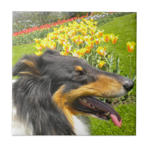 Tri Collie N. Tulips Tile Trivet Fliese