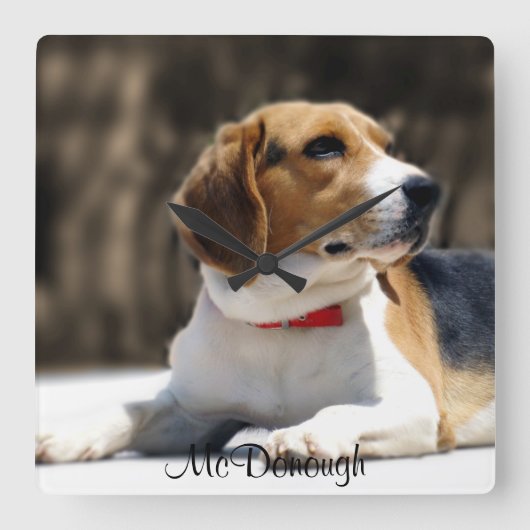 Tri-Color Beagle Quadratische Wanduhr (Vorderseite)