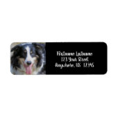 Tri Color Border Collie Face-Adresse (Vorne)