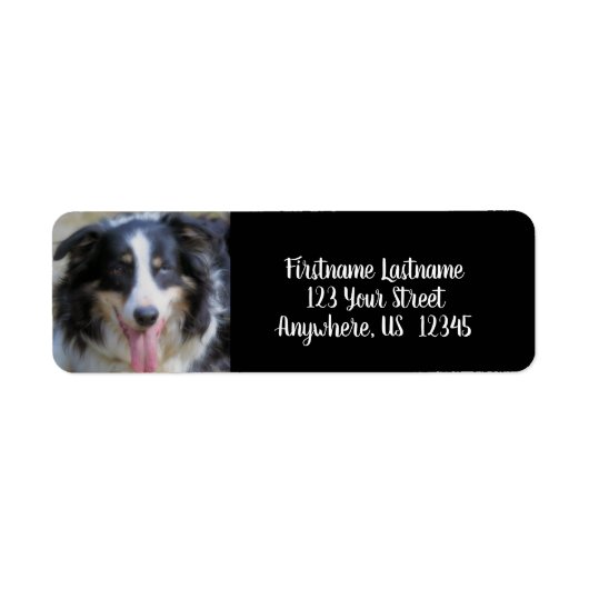 Tri Color Border Collie Face-Adresse (Vorne)