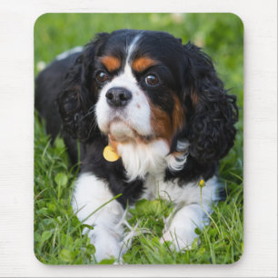 Tri Color Cavalier King Charles Spanel Welpe Hund Mousepad