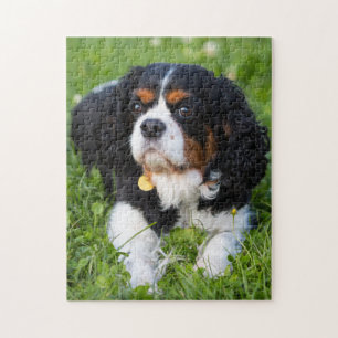 Tri Color Cavalier King Charles Spanel Welpe Hund Puzzle