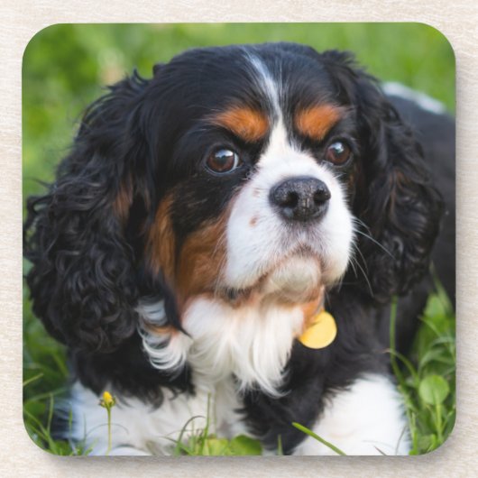 Tri Color Cavalier King Charles Spaniel Dog Getränkeuntersetzer (Vorderseite)