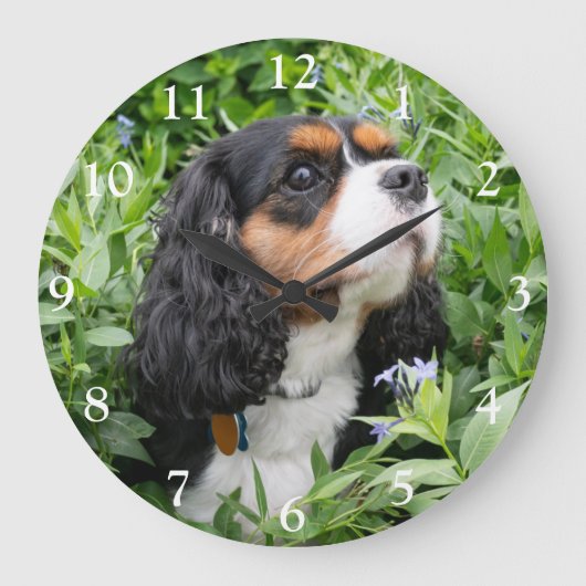 Tri Color Cavalier King Charles Spaniel Dog Große Wanduhr (Vorderseite)