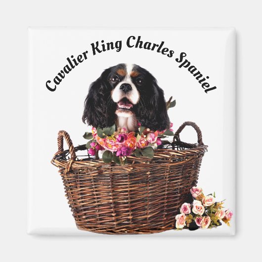 Tri Color Cavalier King Charles Spaniel Dog Magnet (Vorne)