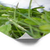 Tri Color Cavalier King Charles Spaniel Dog Poster (Ecke)