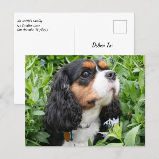 Tri Color Cavalier King Charles Spaniel Dog Postkarte