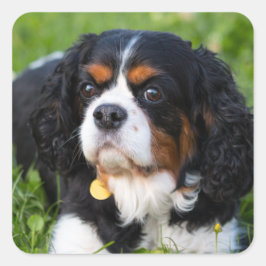Tri Color Cavalier King Charles Spaniel Dog Quadratischer Aufkleber