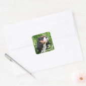 Tri Color Cavalier King Charles Spaniel Dog Quadratischer Aufkleber (Umschlag)