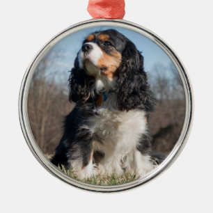 Tri Color Cavalier King Charles Spaniel Ornament Aus Metall