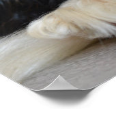 Tri Color Cavalier King Charles Spaniel Puppy Dog Poster (Ecke)