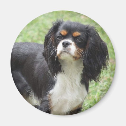 Tri Color Cavalier King Charles Spaniel Puppy Magnet (Vorne)