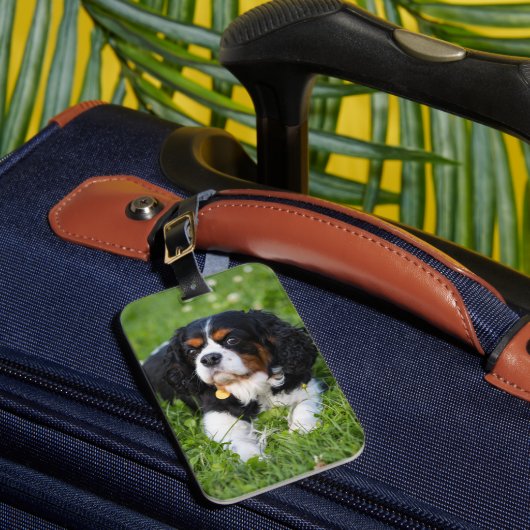 Tri Color Cavalier König Charles Spaniel Hund Gepäckanhänger (Vorderseite Insitu 1)