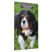 Tri Color Cavalier König Charles Spaniel Hund Klemmbrett (Rechts)