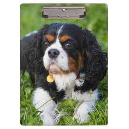 Tri Color Cavalier König Charles Spaniel Hund Klemmbrett