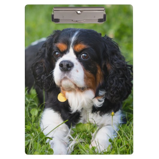 Tri Color Cavalier König Charles Spaniel Hund Klemmbrett (Vorderseite)