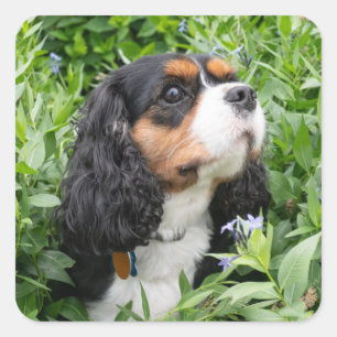 Tri Color Cavalier König Charles Spaniel Hund Quadratischer Aufkleber