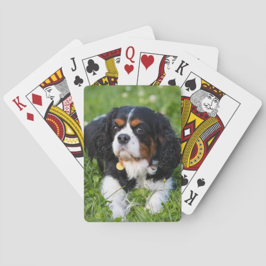 Tri Color Cavalier König Charles Spaniel Hund Spielkarten (Rückseite)