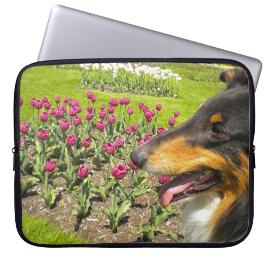 Tri Color Collie N Tuips Laptop Sleeve (Vorderseite)