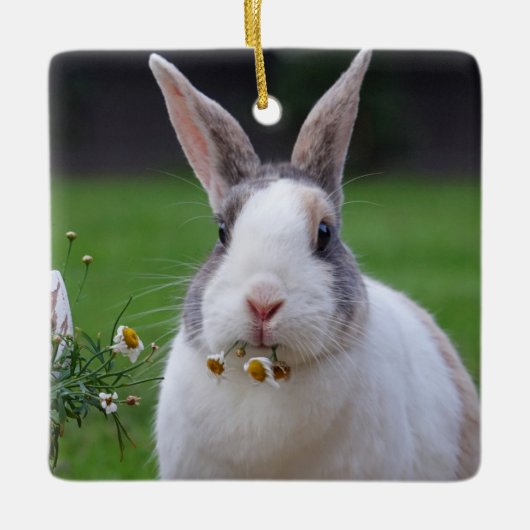 Tri Color Dutch Dwarf Mini Bunny Rabbit Keramikornament (Vorderseite)