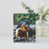 Tri Color Eichhörnchen im Borneo-Wald Postkarte (Stehend Vorderseite)