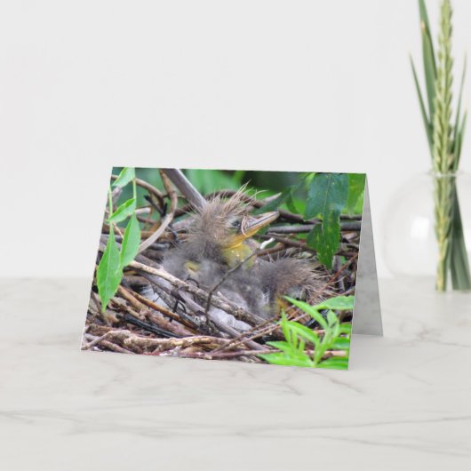 Tri Color Heron Chick Karte (Vorderseite)