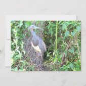 Tri-Color Heron Gebäude a Nest (Vorderseite)