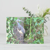 Tri-Color Heron Gebäude a Nest (Stehend Vorderseite)