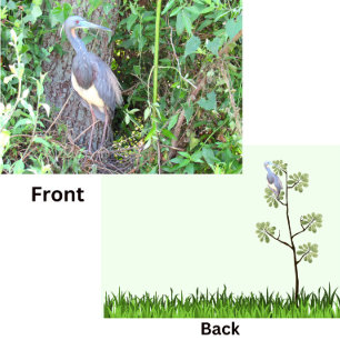 Tri-Color Heron Gebäude a Nest