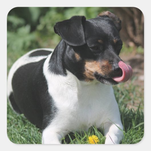 Tri Color Jack Russell Terrier Puppy Dog Quadratischer Aufkleber (Vorderseite)