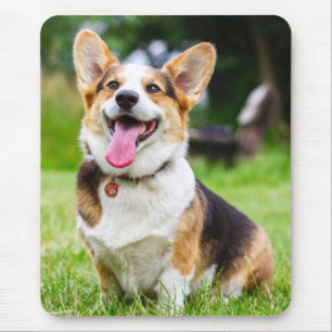 Tri color Pembroke Welsh Corgi Welpe Hund Mousepad