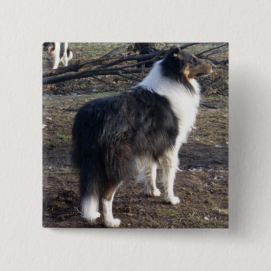 Tri-color Rough Collie Button (Vorderseite)
