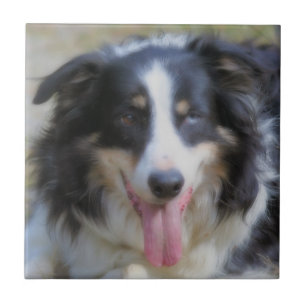 Tri Colored Border Collie Animal Fliese