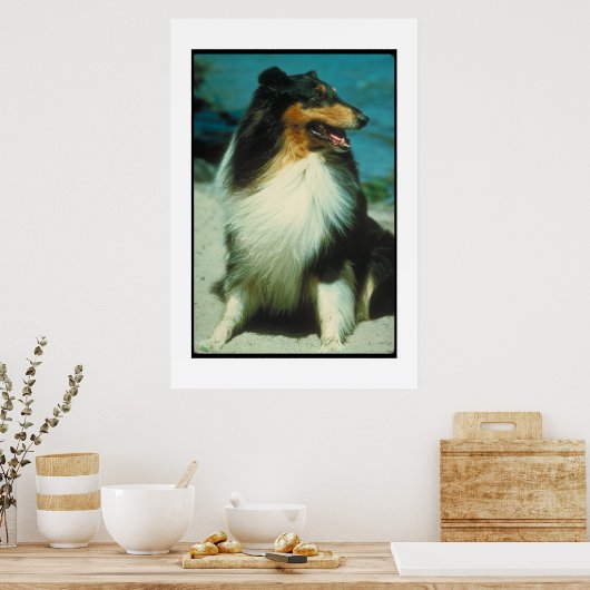 Tri-Colored Collie Poster (Küche)