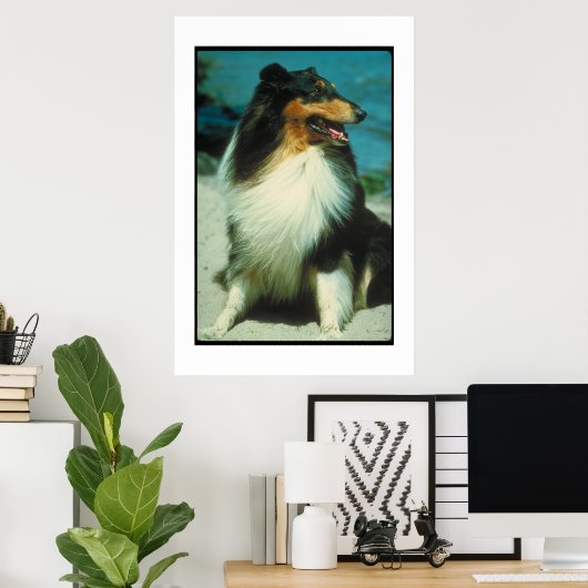 Tri-Colored Collie Poster (Heimbüro)