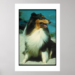Tri-Colored Collie Poster