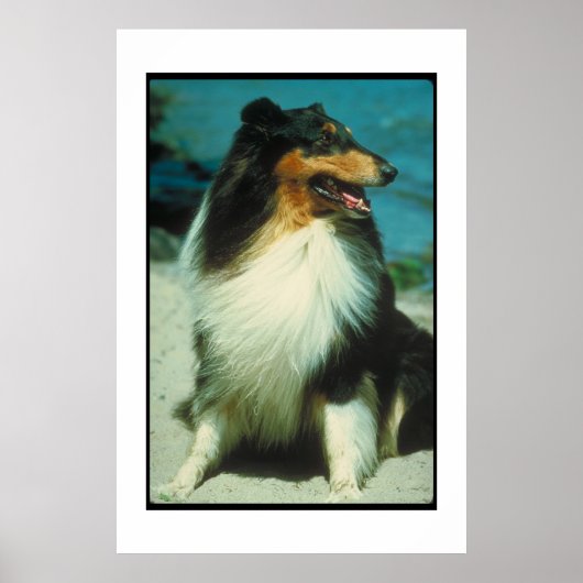 Tri-Colored Collie Poster (Vorne)