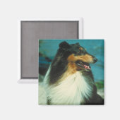 Tri-Colored Collie Rough Coat Magnet (Vorderseite/Rückseite)