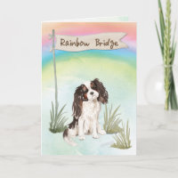 Tri Colour King Charles Spaniel Pet Sympathy