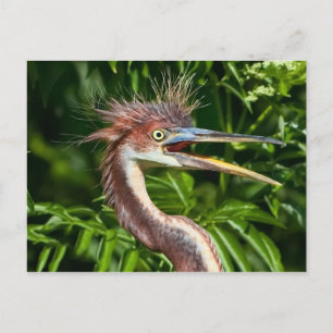 Tri-farbener Heron mit Bad Hair Day Postcard Postkarte