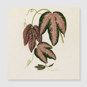 Tri-farbener Passion Vine (Passiflora Trifasciata) Magnetkarte