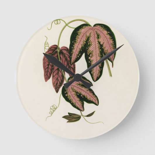 Tri-farbener Passion Vine (Passiflora Trifasciata) Runde Wanduhr (Vorderseite)