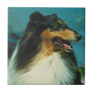 Tri Farbige Collie-Fliese Fliese