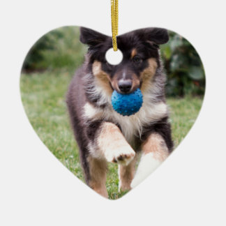 Tri farbiger australischer Schäfer-Welpe Keramik Ornament