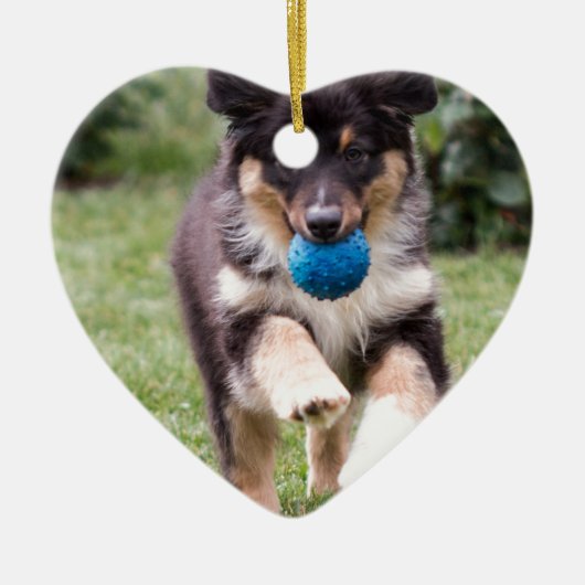 Tri farbiger australischer Schäfer-Welpe Keramik Ornament (Vorne)