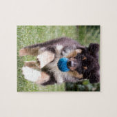 Tri farbiger australischer Schäfer-Welpe Puzzle (Horizontal)