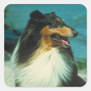 Tri Farbiger Collie-rauer Mantel Quadratischer Aufkleber