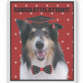 Tri Rough Collie Congratulations Graduate Aufkleber (Vorderseite)