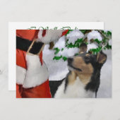 Tri Smooth Collie und Weihnachtskarte (Vorne/Hinten)
